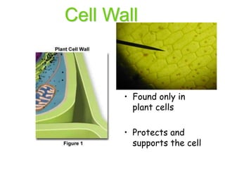 Cell Wall
• Found only in
plant cells
• Protects and
supports the cell
 