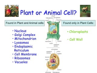 Plant or Animal Cell?
Found in Plant and Animal cells: Found only in Plant Cells:
• Nucleus
• Golgi Complex
• Mitochondrion
• Lyosomes
• Endoplasmic
Reticulum
• Cell Membrane
• Ribosomes
• Vacuoles
• Chloroplasts
• Cell Wall
 