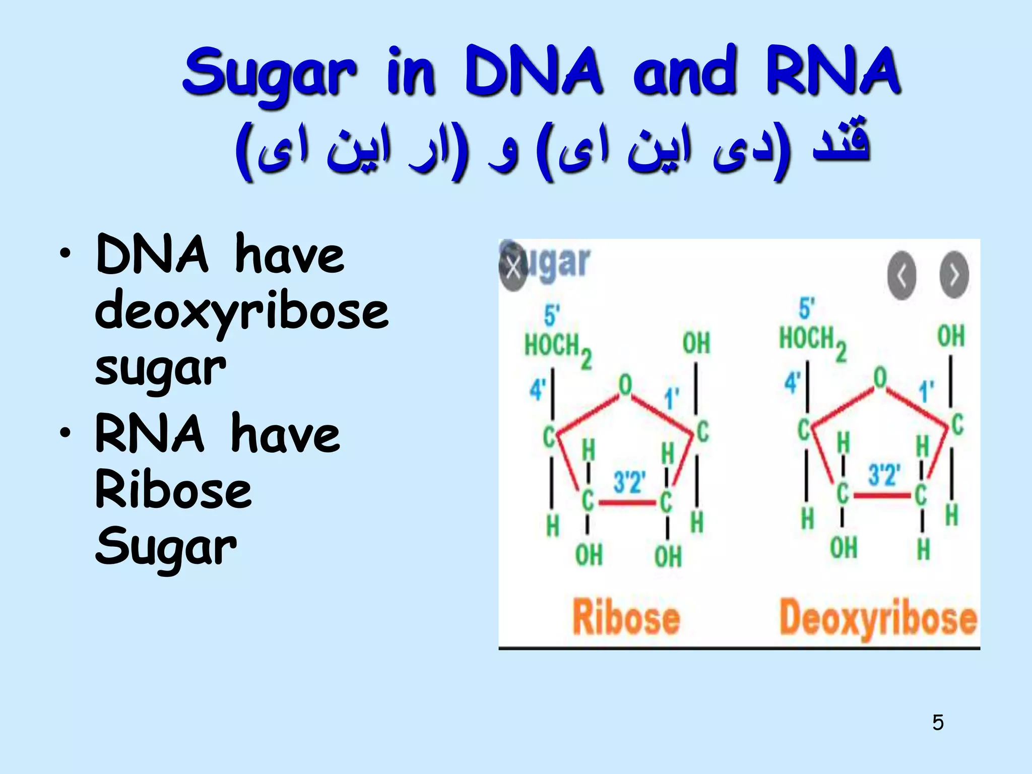 5
Sugar in DNA and RNA
‫قند‬
(
‫ای‬ ‫این‬ ‫دی‬
)
‫و‬
(
‫ای‬ ‫این‬ ‫ار‬
)
• DNA have
deoxyribose
sugar
• RNA have
Ribose
Sugar
 
