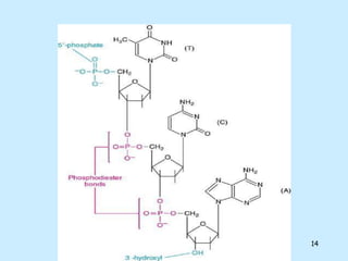 Structure of Nucleic acids | PPT