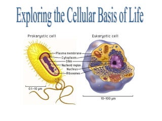 Exploring the Cellular Basis of Life 