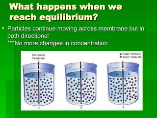 What happens when we reach equilibrium? ,[object Object]