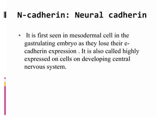 N-cadherin: Neural cadherin
▪ It is first seen in mesodermal cell in the
gastrulating embryo as they lose their e-
cadherin expression . It is also called highly
expressed on cells on developing central
nervous system.
 