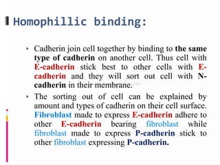 Homophillic binding:
▪ Cadherin join cell together by binding to the same
type of cadherin on another cell. Thus cell with
E-cadherin stick best to other cells with E-
cadherin and they will sort out cell with N-
cadherin in their membrane.
▪ The sorting out of cell can be explained by
amount and types of cadherin on their cell surface.
Fibroblast made to express E-cadherin adhere to
other E-cadherin bearing fibroblast while
fibroblast made to express P-cadherin stick to
other fibroblast expressing P-cadherin.
 
