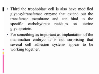 ▪ Third the trophoblast cell is also have modified
glycosyltransferase enzyme that extend out the
transferase membrane and can bind to the
specific carbohydrate residues on uterine
glycoprotein.
▪ For something as important as implantation of the
mammalian embryo it is not surprising that
several cell adhesion systems appear to be
working together.
 