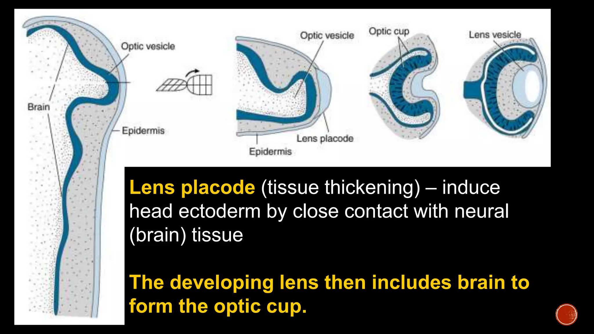 Lens placode (tissue thickening) – induce
head ectoderm by close contact with neural
(brain) tissue
The developing lens then includes brain to
form the optic cup.
 