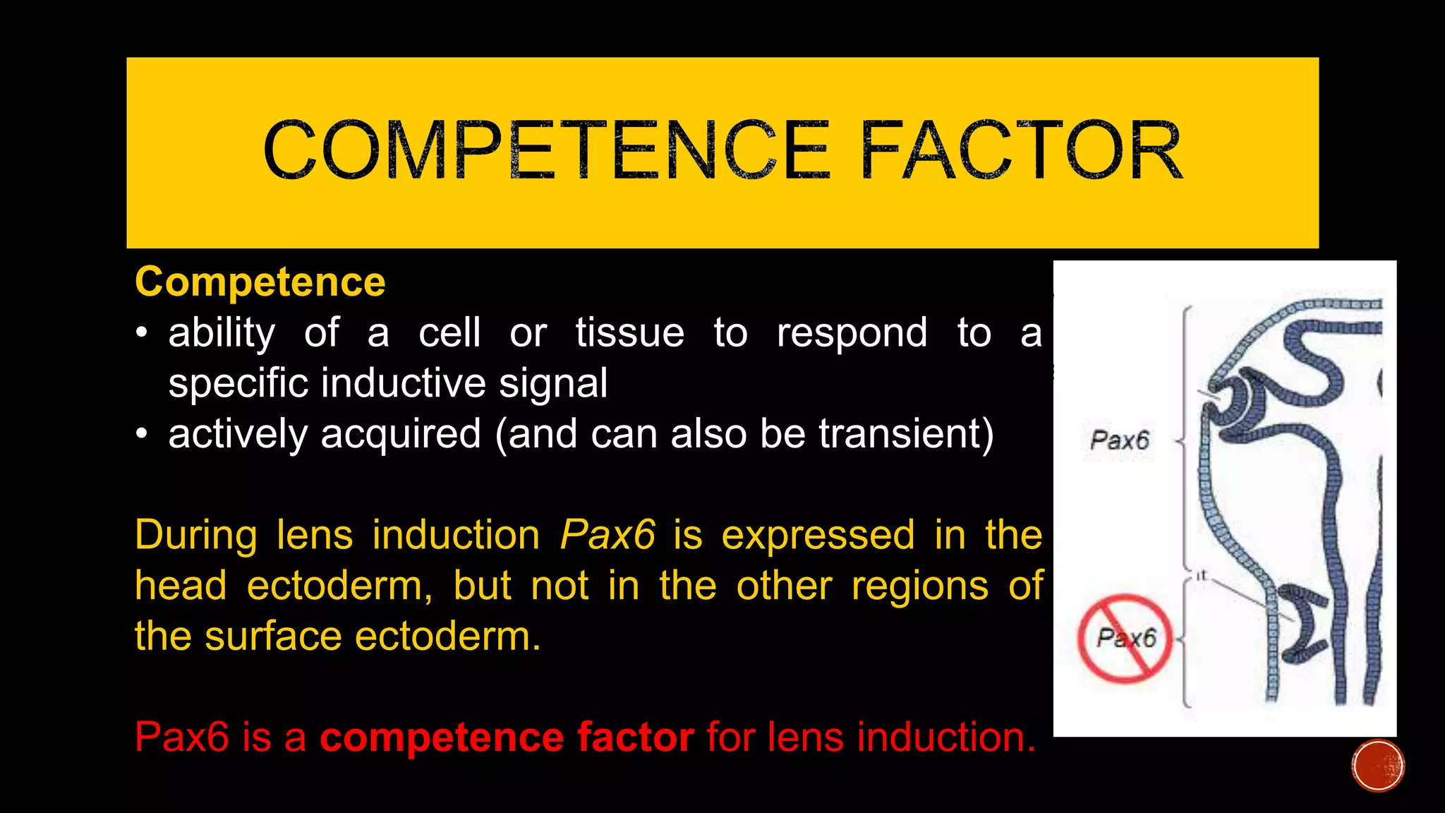 Competence
• ability of a cell or tissue to respond to a
specific inductive signal
• actively acquired (and can also be transient)
During lens induction Pax6 is expressed in the
head ectoderm, but not in the other regions of
the surface ectoderm.
Pax6 is a competence factor for lens induction.
 