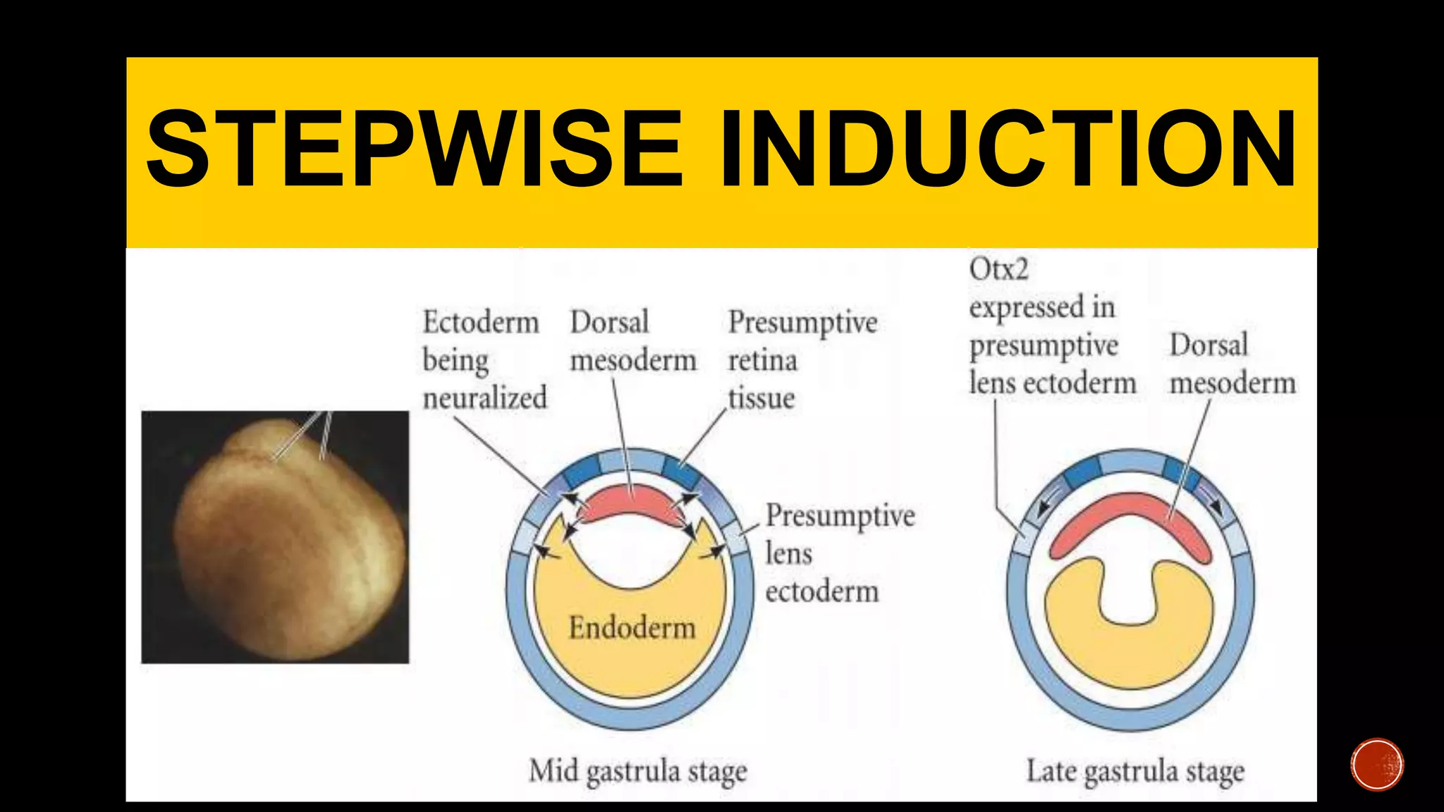 STEPWISE INDUCTION
 