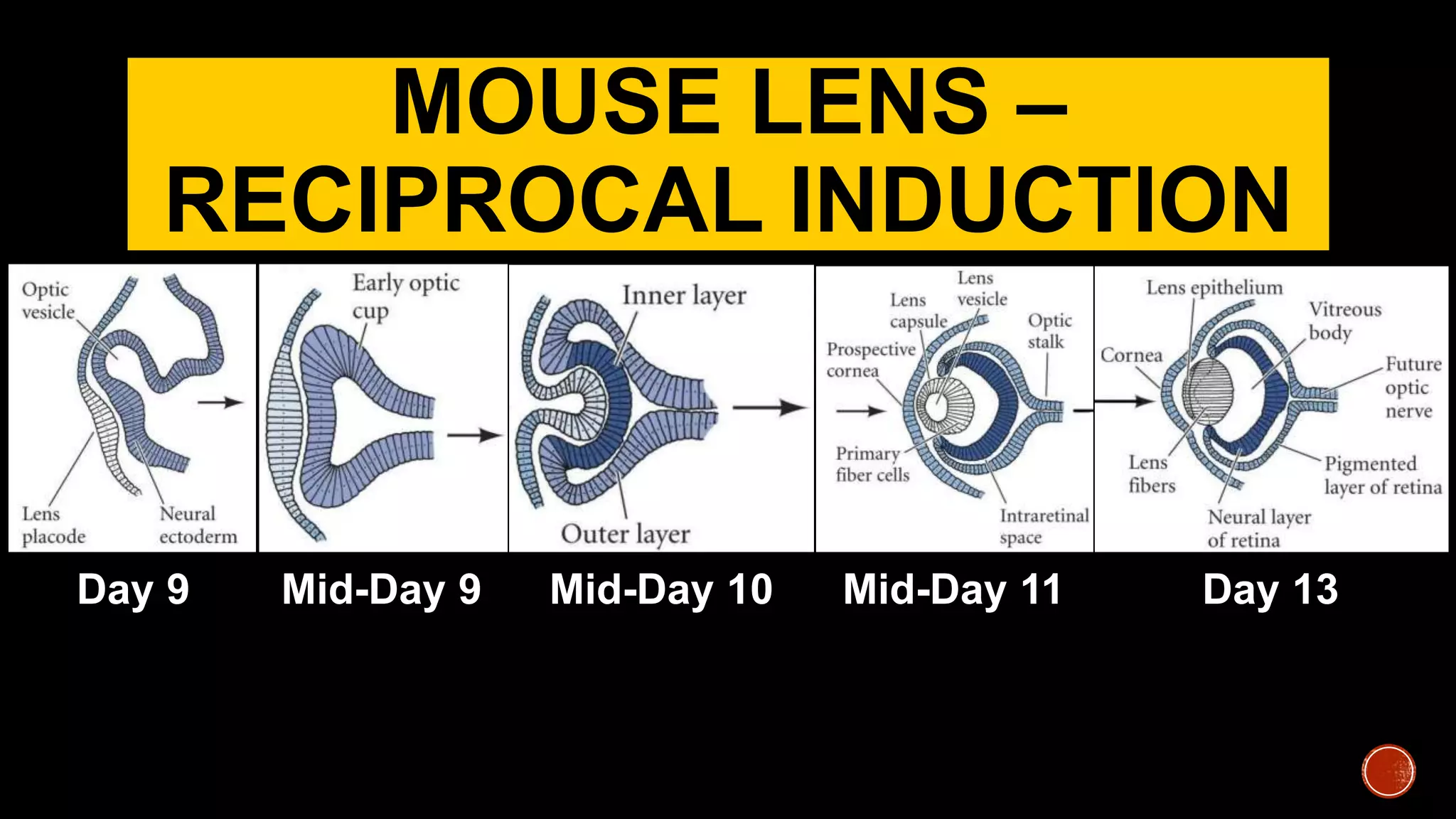 MOUSE LENS –
RECIPROCAL INDUCTION
Day 9 Mid-Day 9 Mid-Day 10 Mid-Day 11 Day 13
 