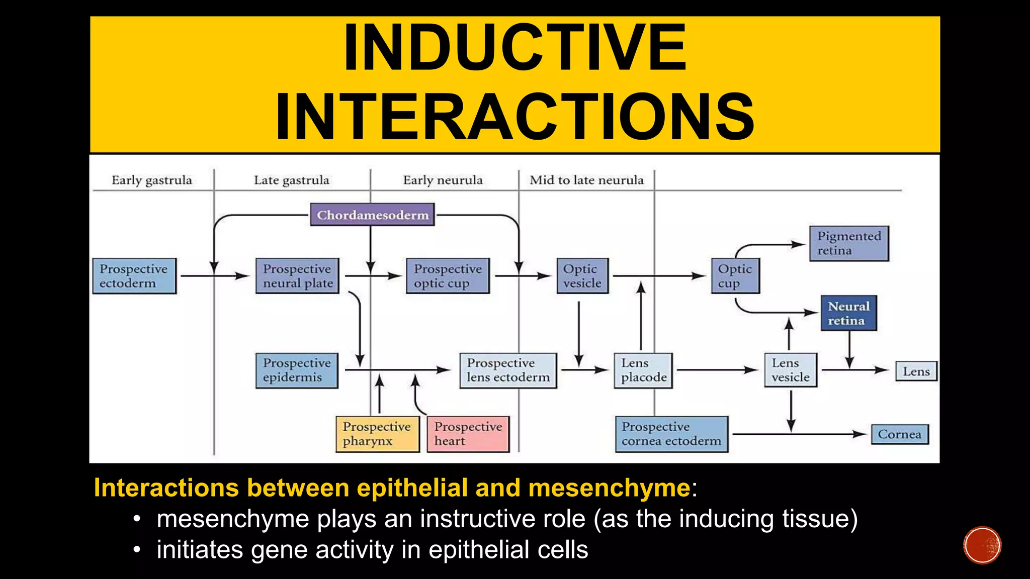 INDUCTIVE
INTERACTIONS
Interactions between epithelial and mesenchyme:
• mesenchyme plays an instructive role (as the inducing tissue)
• initiates gene activity in epithelial cells
 