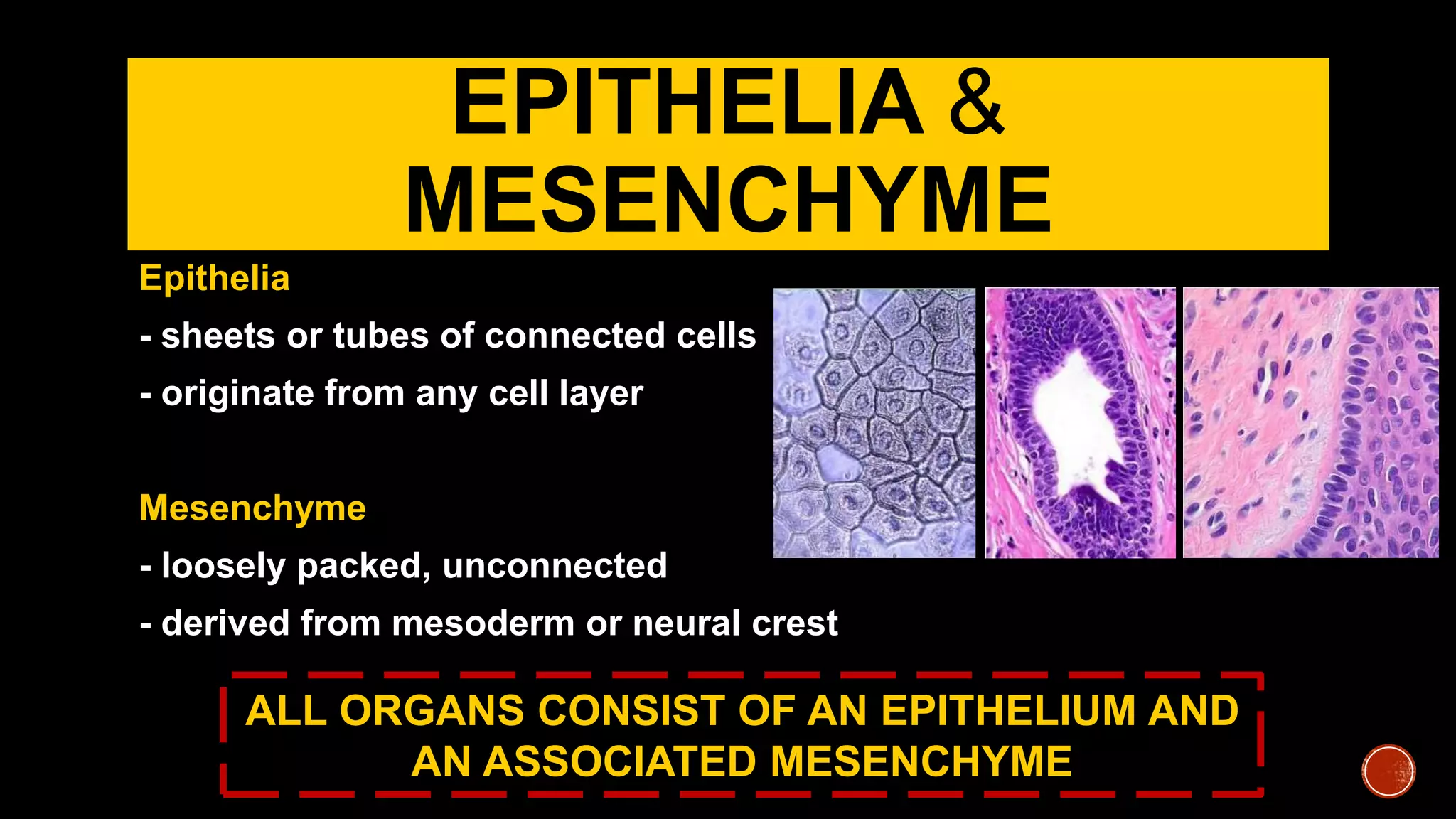 EPITHELIA &
MESENCHYME
Epithelia
- sheets or tubes of connected cells
- originate from any cell layer
Mesenchyme
- loosely packed, unconnected
- derived from mesoderm or neural crest
ALL ORGANS CONSIST OF AN EPITHELIUM AND
AN ASSOCIATED MESENCHYME
 