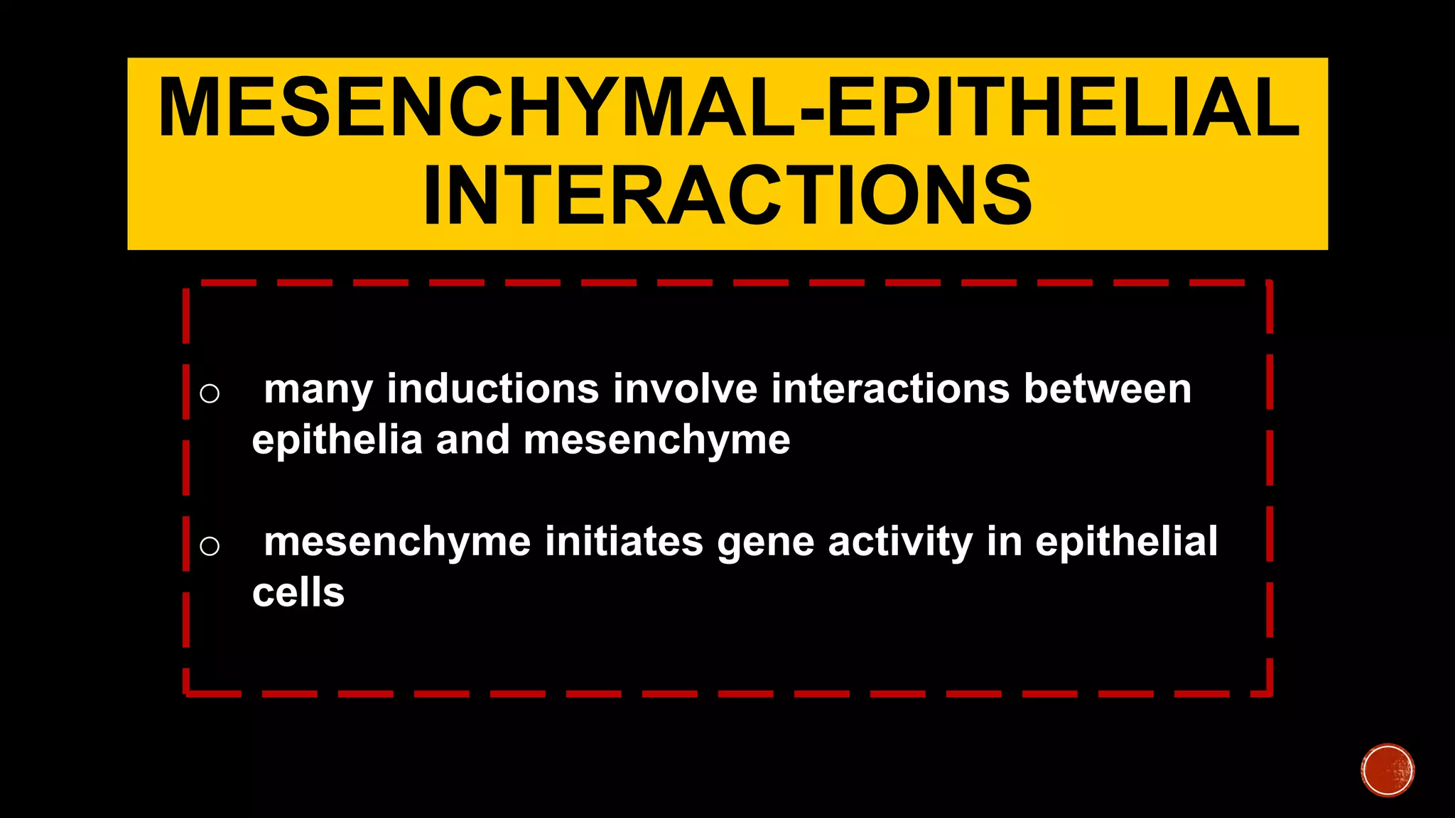 MESENCHYMAL-EPITHELIAL
INTERACTIONS
o many inductions involve interactions between
epithelia and mesenchyme
o mesenchyme initiates gene activity in epithelial
cells
 