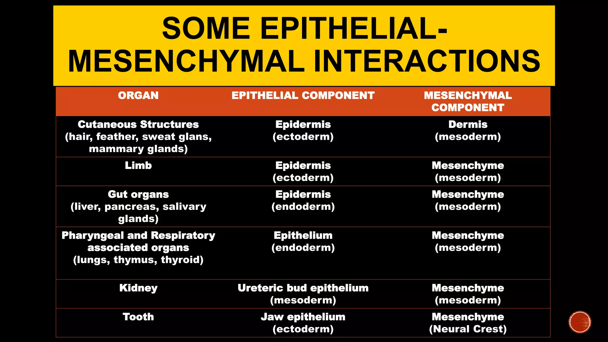 SOME EPITHELIAL-
MESENCHYMAL INTERACTIONS
ORGAN EPITHELIAL COMPONENT MESENCHYMAL
COMPONENT
Cutaneous Structures
(hair, feather, sweat glans,
mammary glands)
Epidermis
(ectoderm)
Dermis
(mesoderm)
Limb Epidermis
(ectoderm)
Mesenchyme
(mesoderm)
Gut organs
(liver, pancreas, salivary
glands)
Epidermis
(endoderm)
Mesenchyme
(mesoderm)
Pharyngeal and Respiratory
associated organs
(lungs, thymus, thyroid)
Epithelium
(endoderm)
Mesenchyme
(mesoderm)
Kidney Ureteric bud epithelium
(mesoderm)
Mesenchyme
(mesoderm)
Tooth Jaw epithelium
(ectoderm)
Mesenchyme
(Neural Crest)
 