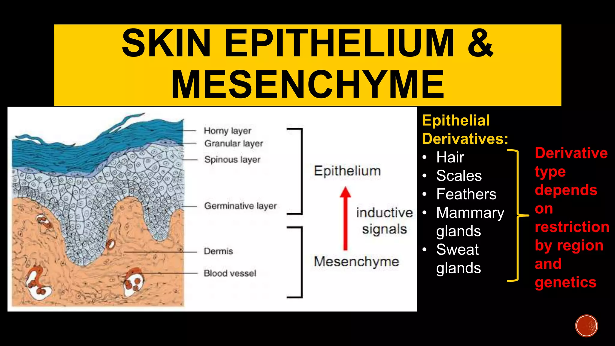 SKIN EPITHELIUM &
MESENCHYME
Epithelial
Derivatives:
• Hair
• Scales
• Feathers
• Mammary
glands
• Sweat
glands
Derivative
type
depends
on
restriction
by region
and
genetics
 