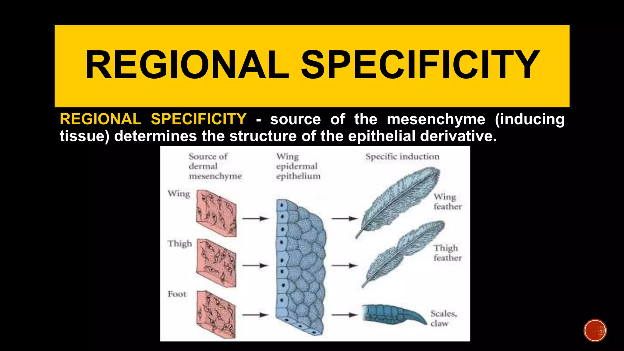 REGIONAL SPECIFICITY
REGIONAL SPECIFICITY - source of the mesenchyme (inducing
tissue) determines the structure of the epithelial derivative.
 