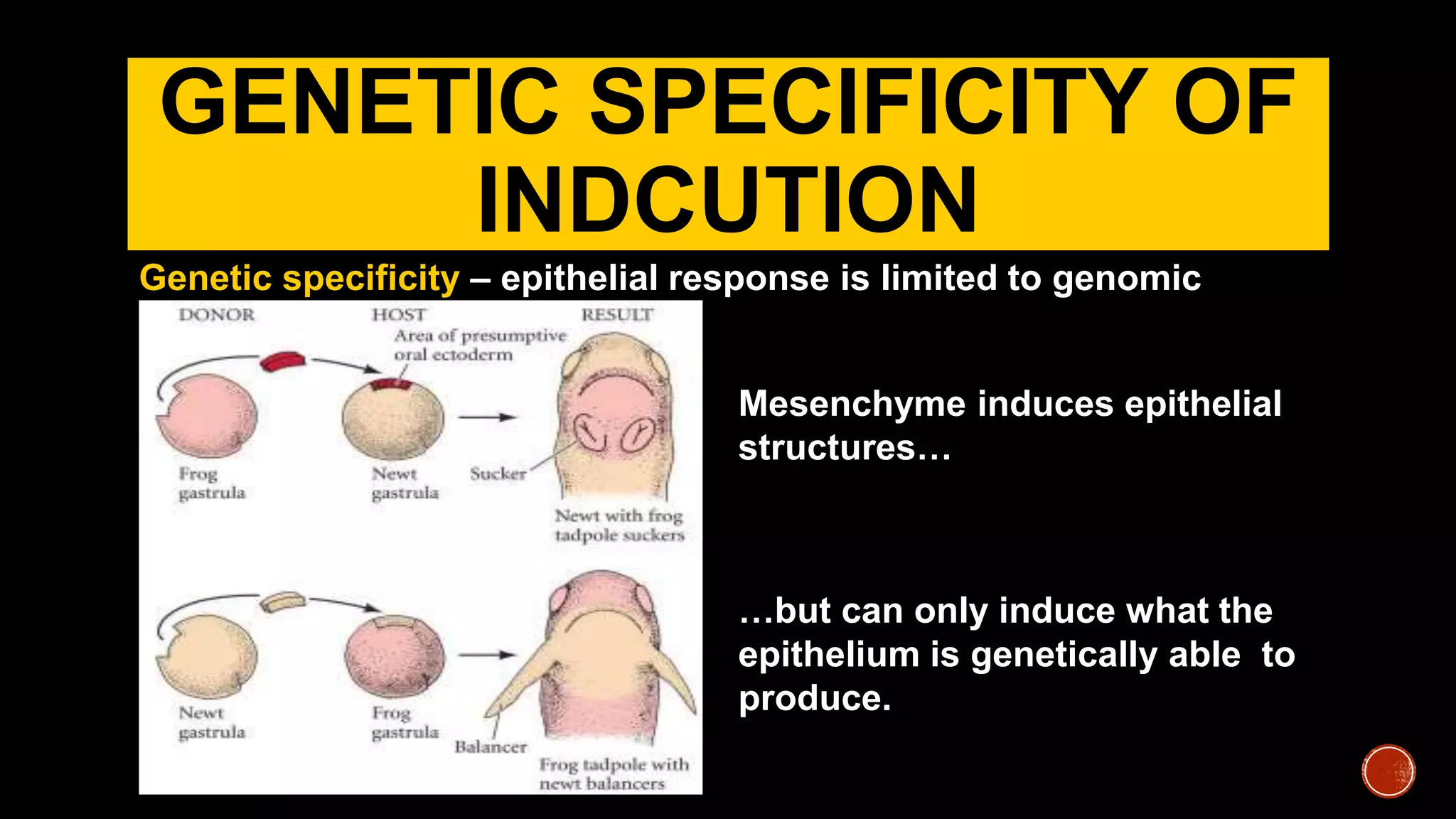 GENETIC SPECIFICITY OF
INDCUTION
Genetic specificity – epithelial response is limited to genomic
capability
Mesenchyme induces epithelial
structures…
…but can only induce what the
epithelium is genetically able to
produce.
 