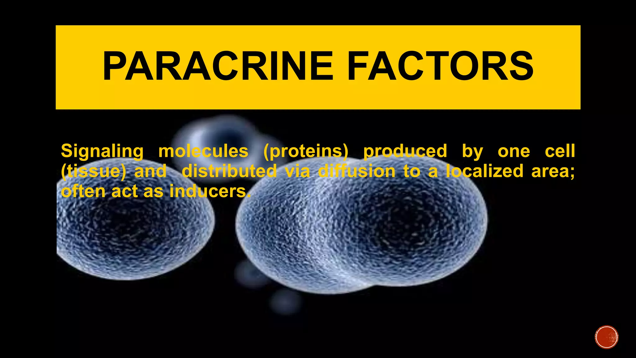PARACRINE FACTORS
Signaling molecules (proteins) produced by one cell
(tissue) and distributed via diffusion to a localized area;
often act as inducers.
 
