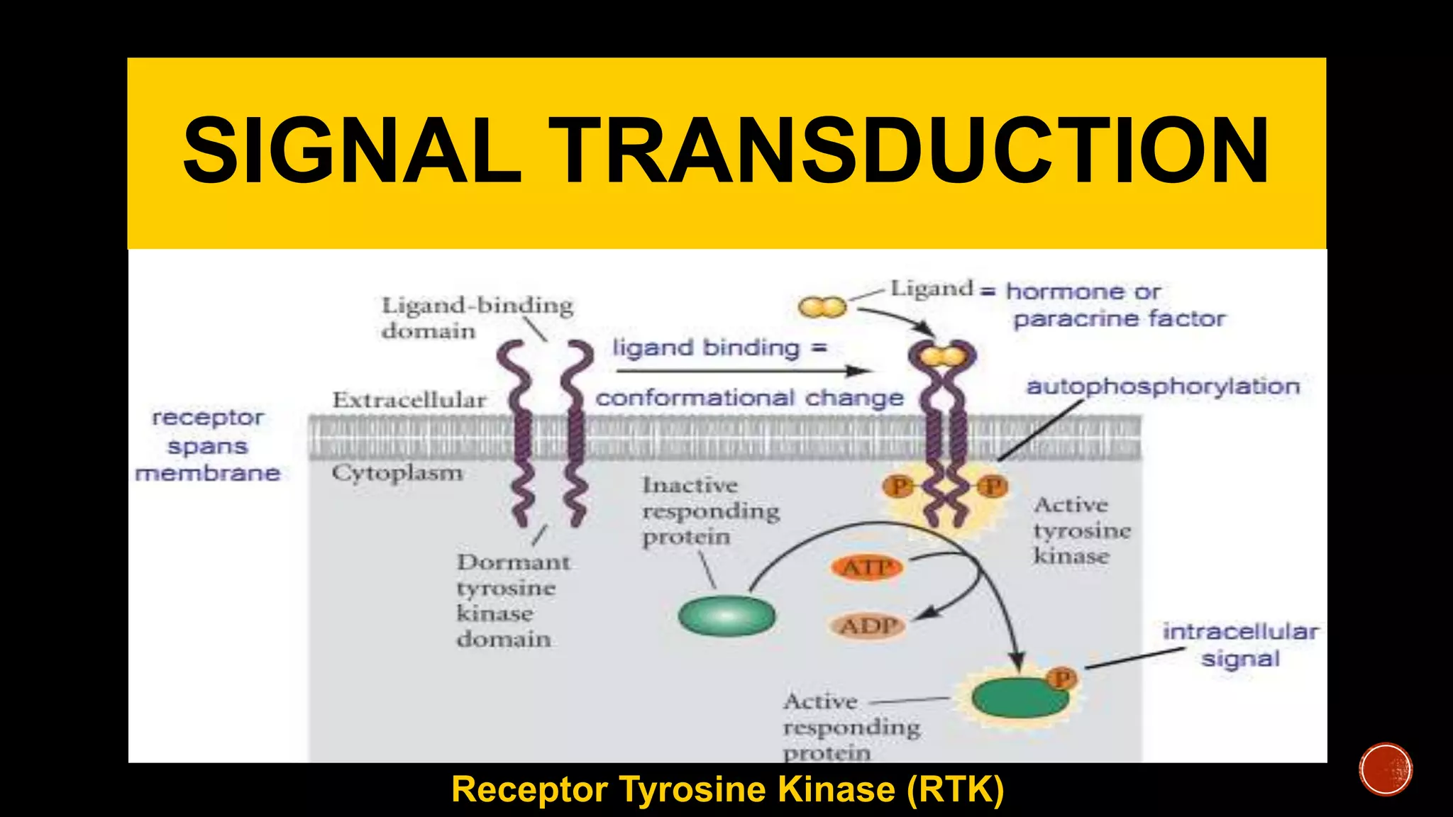 SIGNAL TRANSDUCTION
Receptor Tyrosine Kinase (RTK)
 