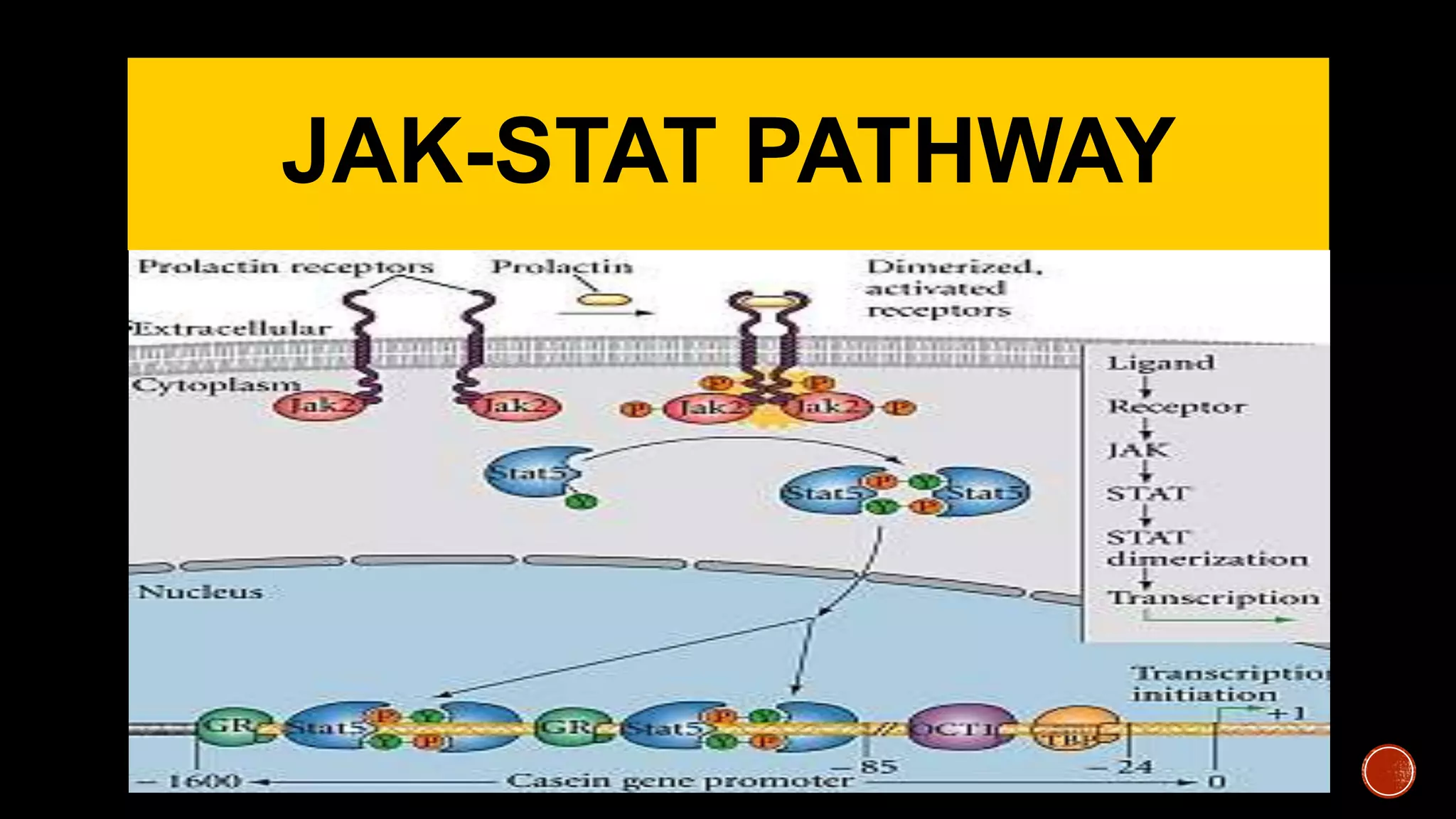 JAK-STAT PATHWAY
 