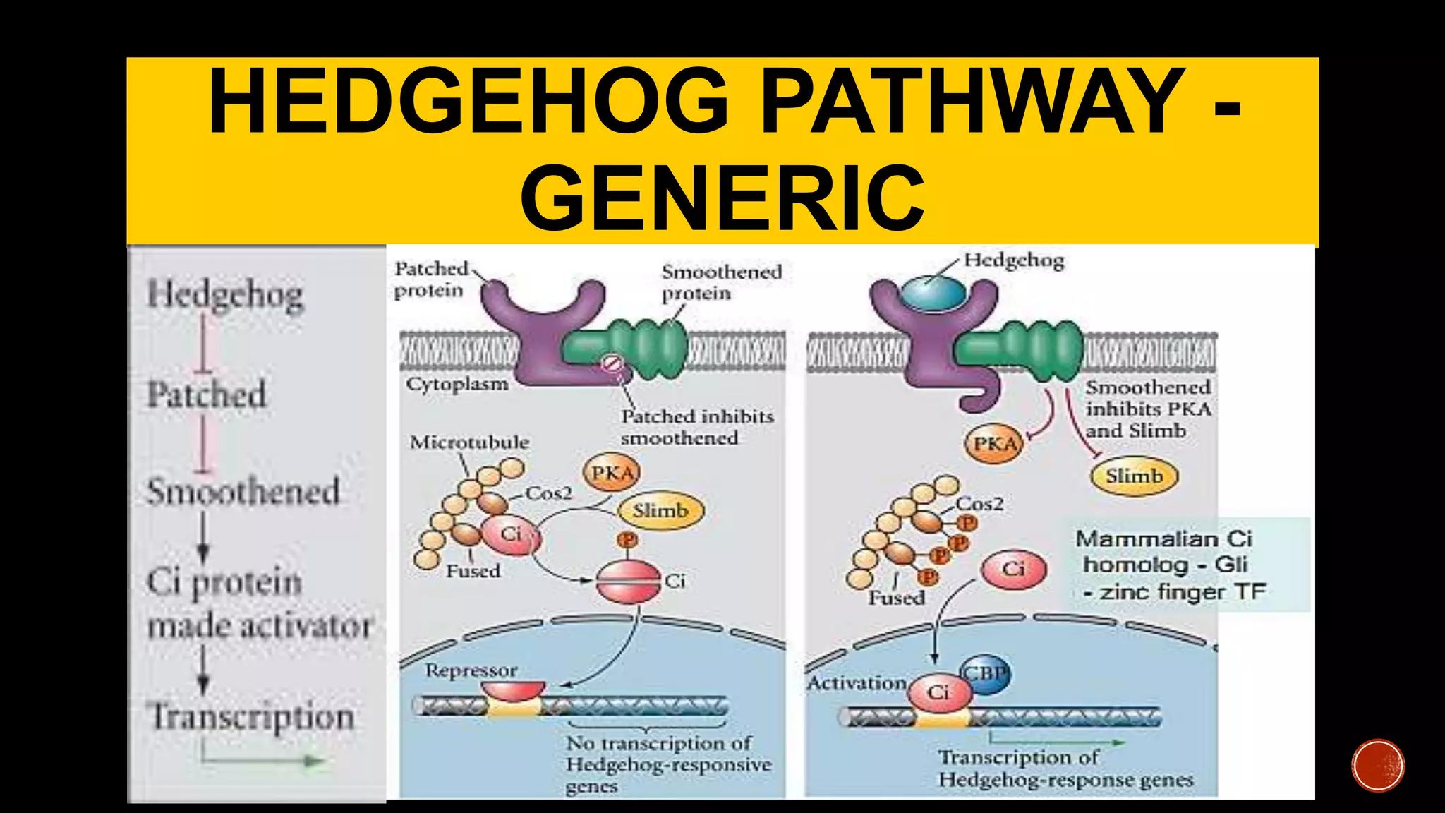 HEDGEHOG PATHWAY -
GENERIC
 