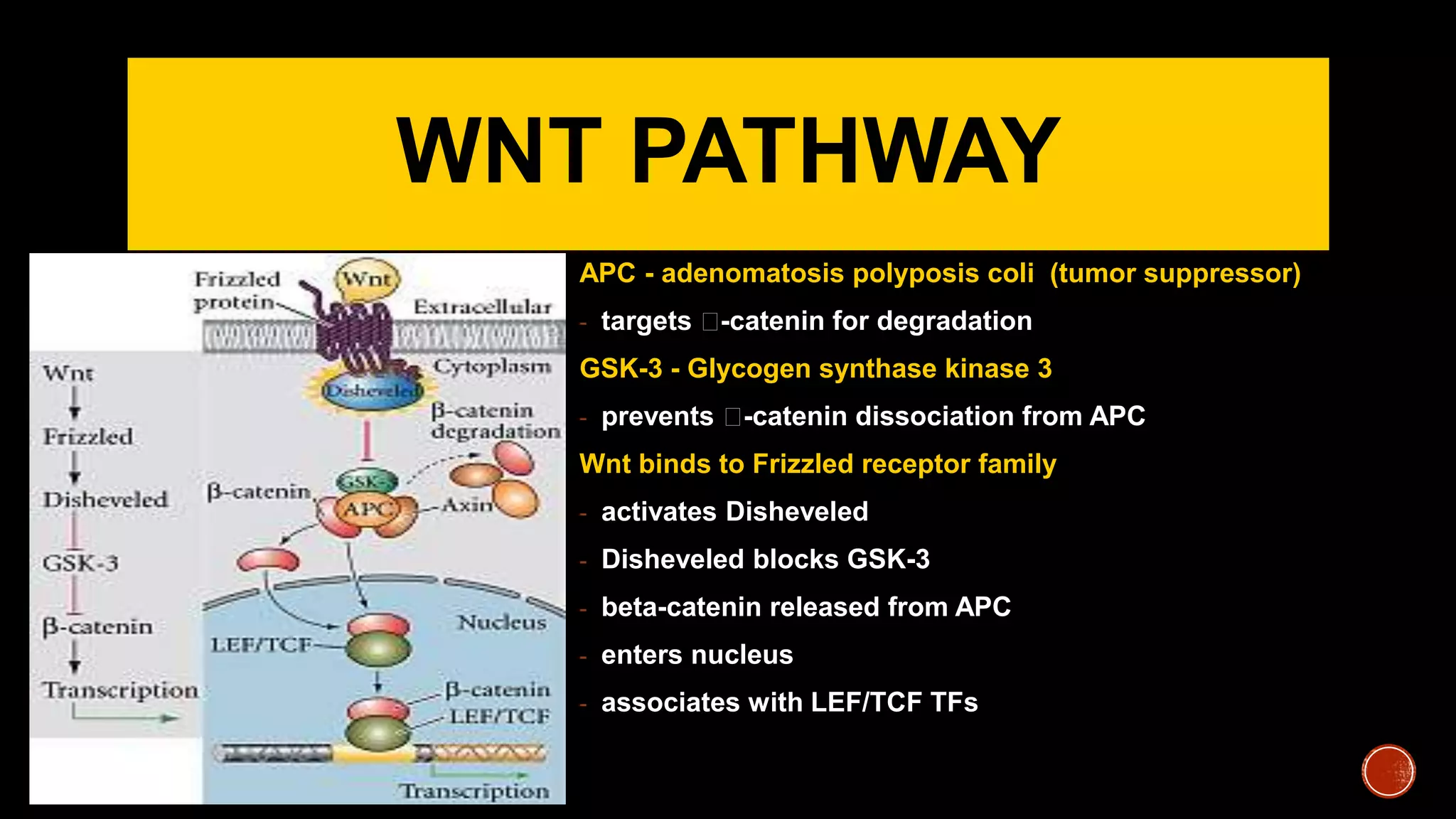 WNT PATHWAY
APC - adenomatosis polyposis coli (tumor suppressor)
- targets -catenin for degradation
GSK-3 - Glycogen synthase kinase 3
- prevents -catenin dissociation from APC
Wnt binds to Frizzled receptor family
- activates Disheveled
- Disheveled blocks GSK-3
- beta-catenin released from APC
- enters nucleus
- associates with LEF/TCF TFs
 