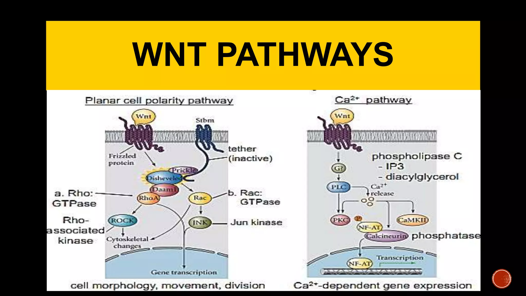 WNT PATHWAYS
 