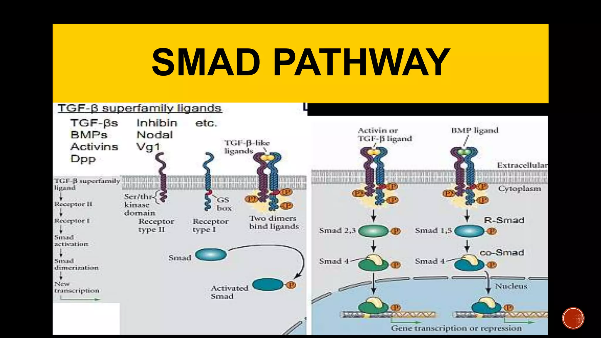 SMAD PATHWAY
 