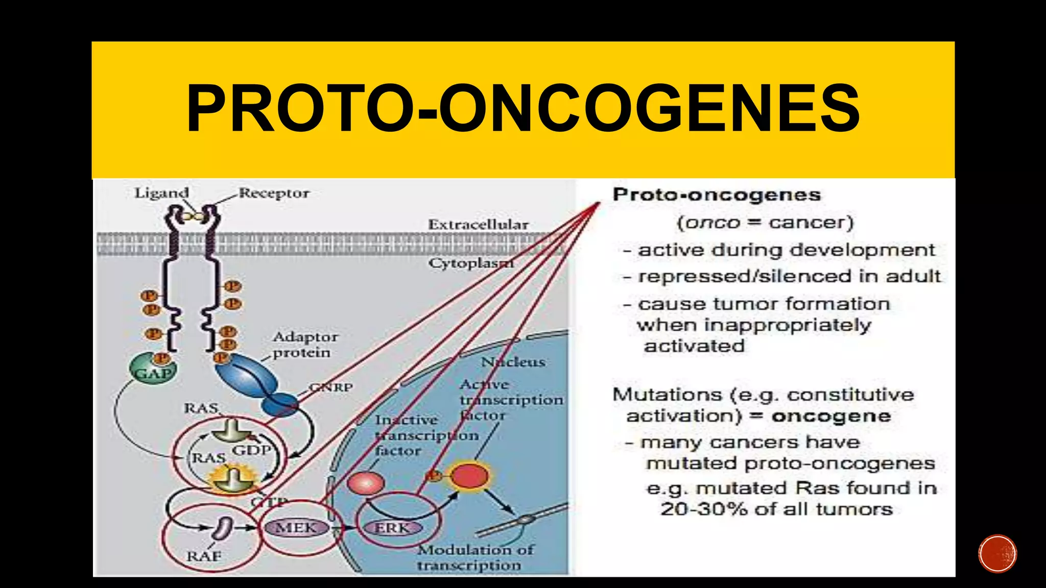 PROTO-ONCOGENES
 