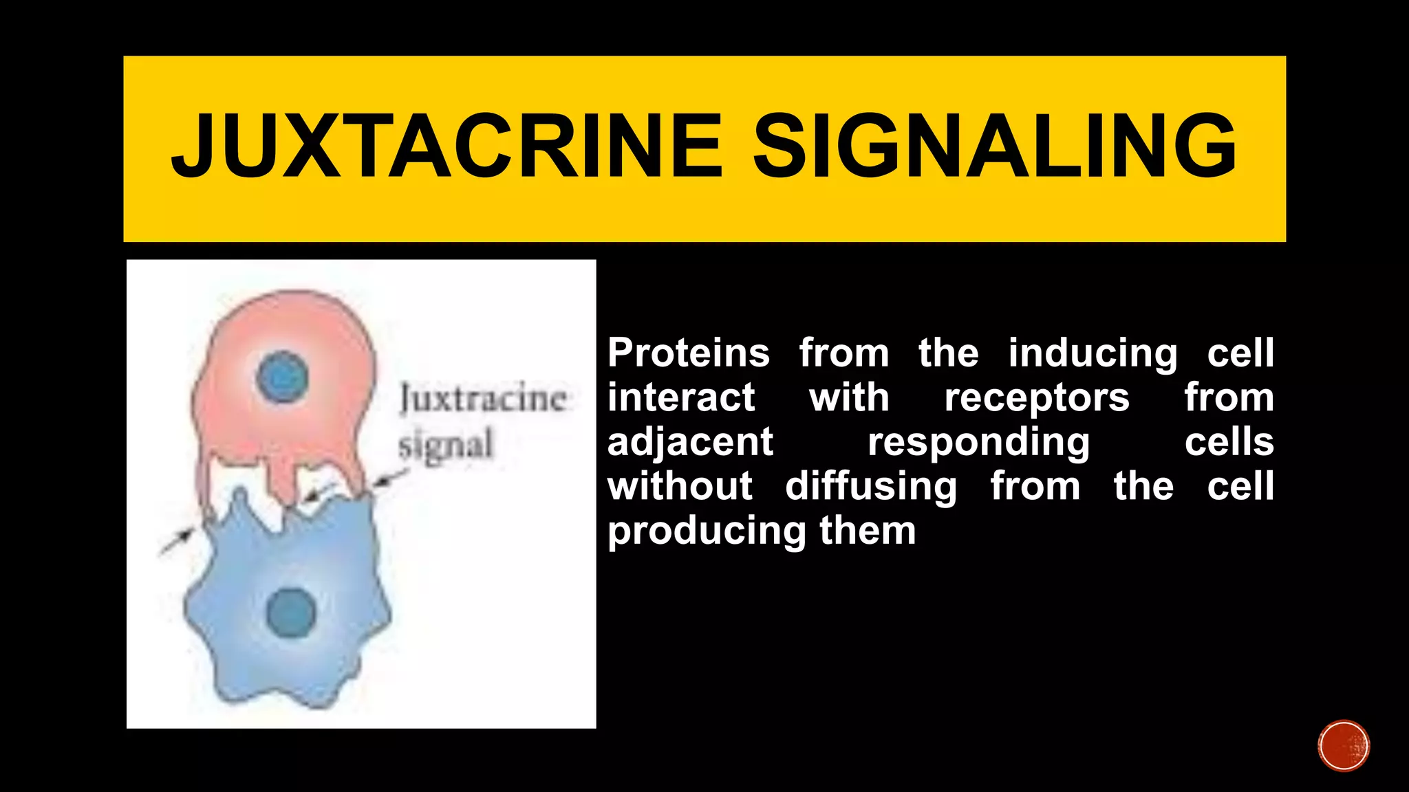 JUXTACRINE SIGNALING
Proteins from the inducing cell
interact with receptors from
adjacent responding cells
without diffusing from the cell
producing them
 
