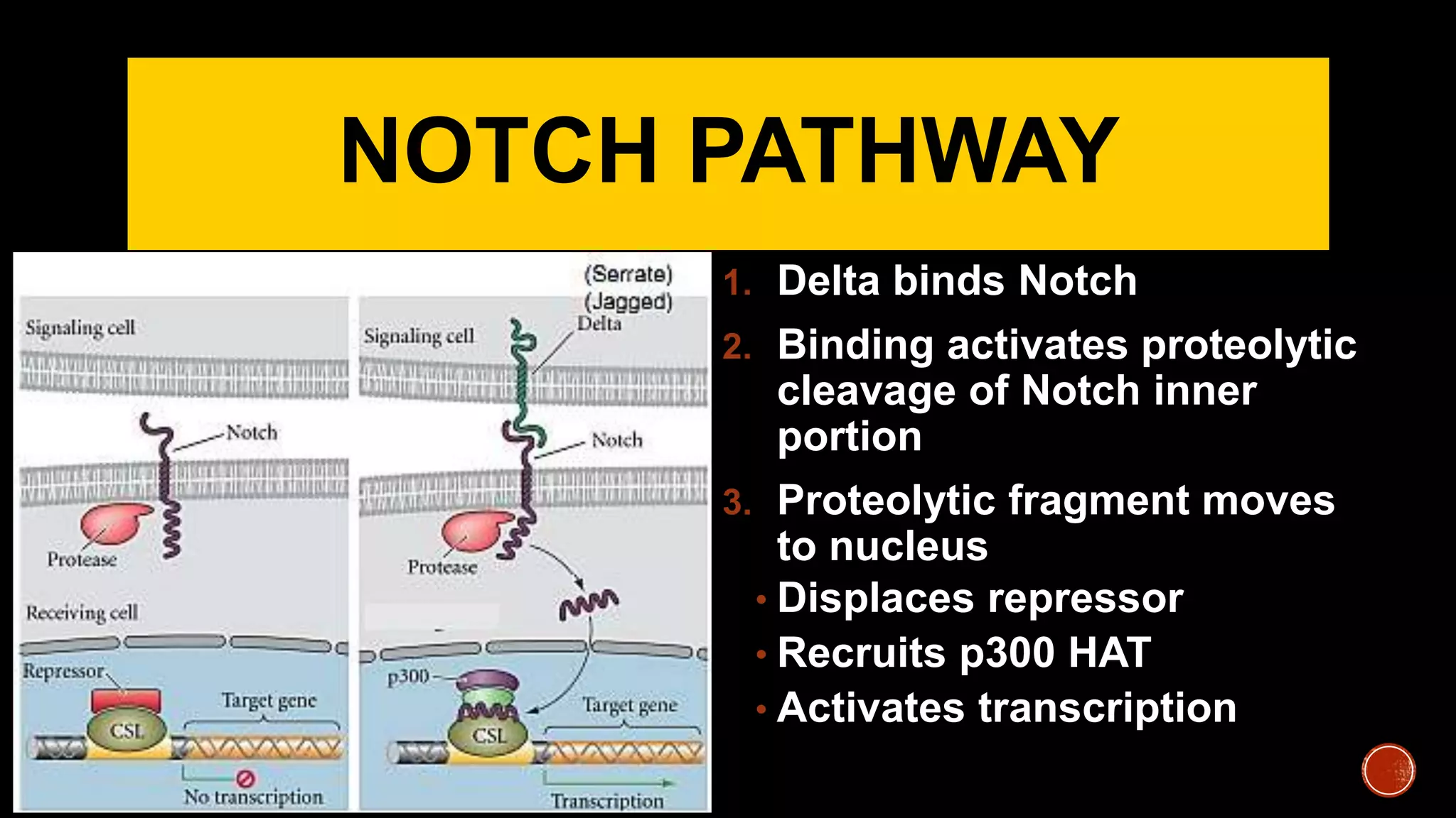 NOTCH PATHWAY
1. Delta binds Notch
2. Binding activates proteolytic
cleavage of Notch inner
portion
3. Proteolytic fragment moves
to nucleus
• Displaces repressor
• Recruits p300 HAT
• Activates transcription
 
