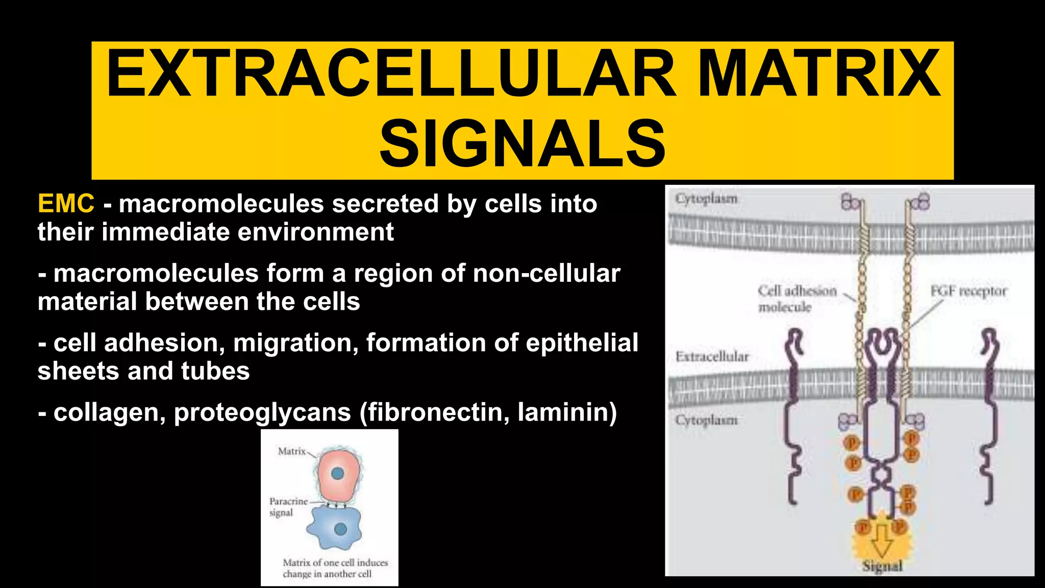 EXTRACELLULAR MATRIX
SIGNALS
EMC - macromolecules secreted by cells into
their immediate environment
- macromolecules form a region of non-cellular
material between the cells
- cell adhesion, migration, formation of epithelial
sheets and tubes
- collagen, proteoglycans (fibronectin, laminin)
 