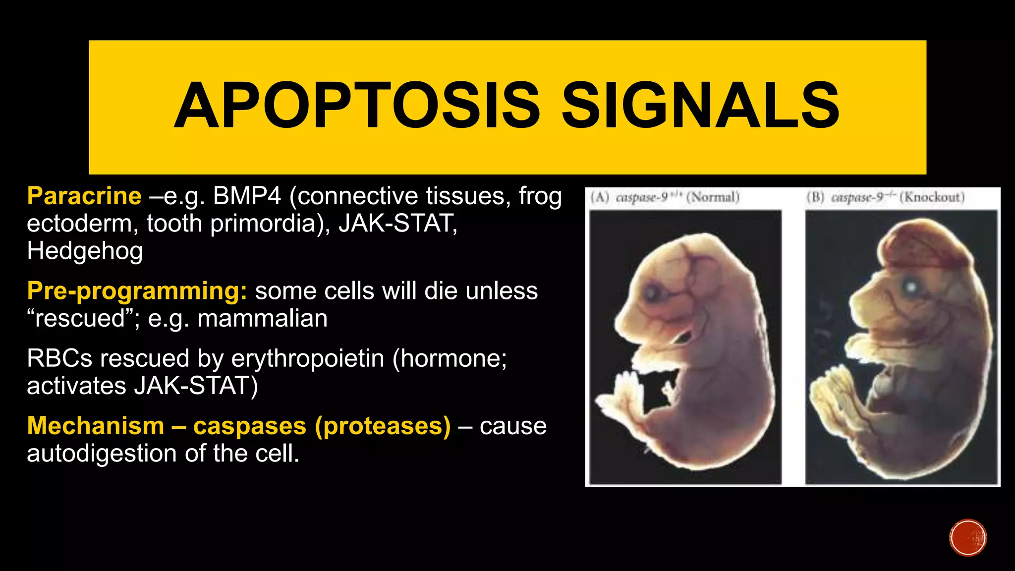 APOPTOSIS SIGNALS
Paracrine –e.g. BMP4 (connective tissues, frog
ectoderm, tooth primordia), JAK-STAT,
Hedgehog
Pre-programming: some cells will die unless
“rescued”; e.g. mammalian
RBCs rescued by erythropoietin (hormone;
activates JAK-STAT)
Mechanism – caspases (proteases) – cause
autodigestion of the cell.
 