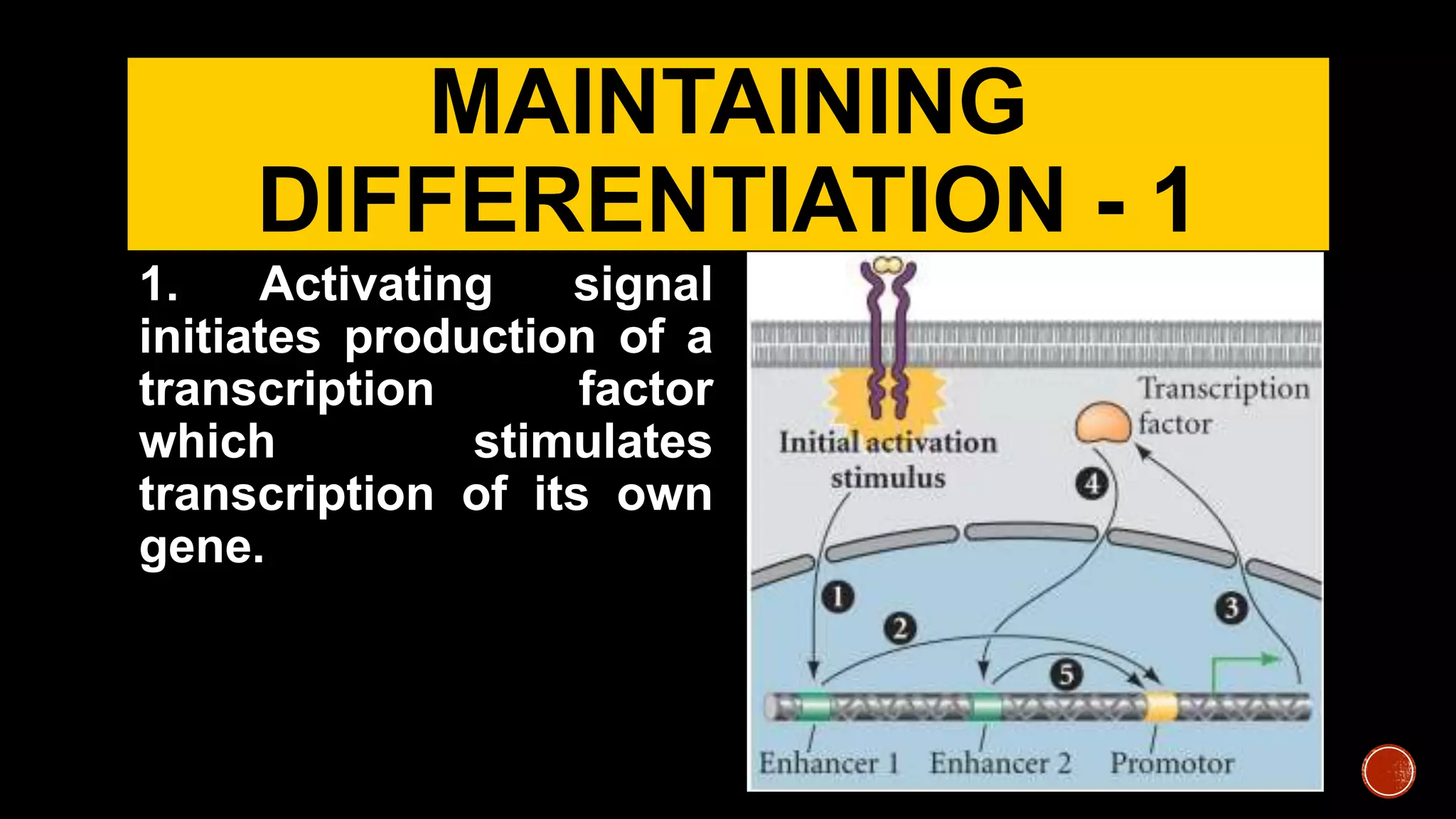 MAINTAINING
DIFFERENTIATION - 1
1. Activating signal
initiates production of a
transcription factor
which stimulates
transcription of its own
gene.
 