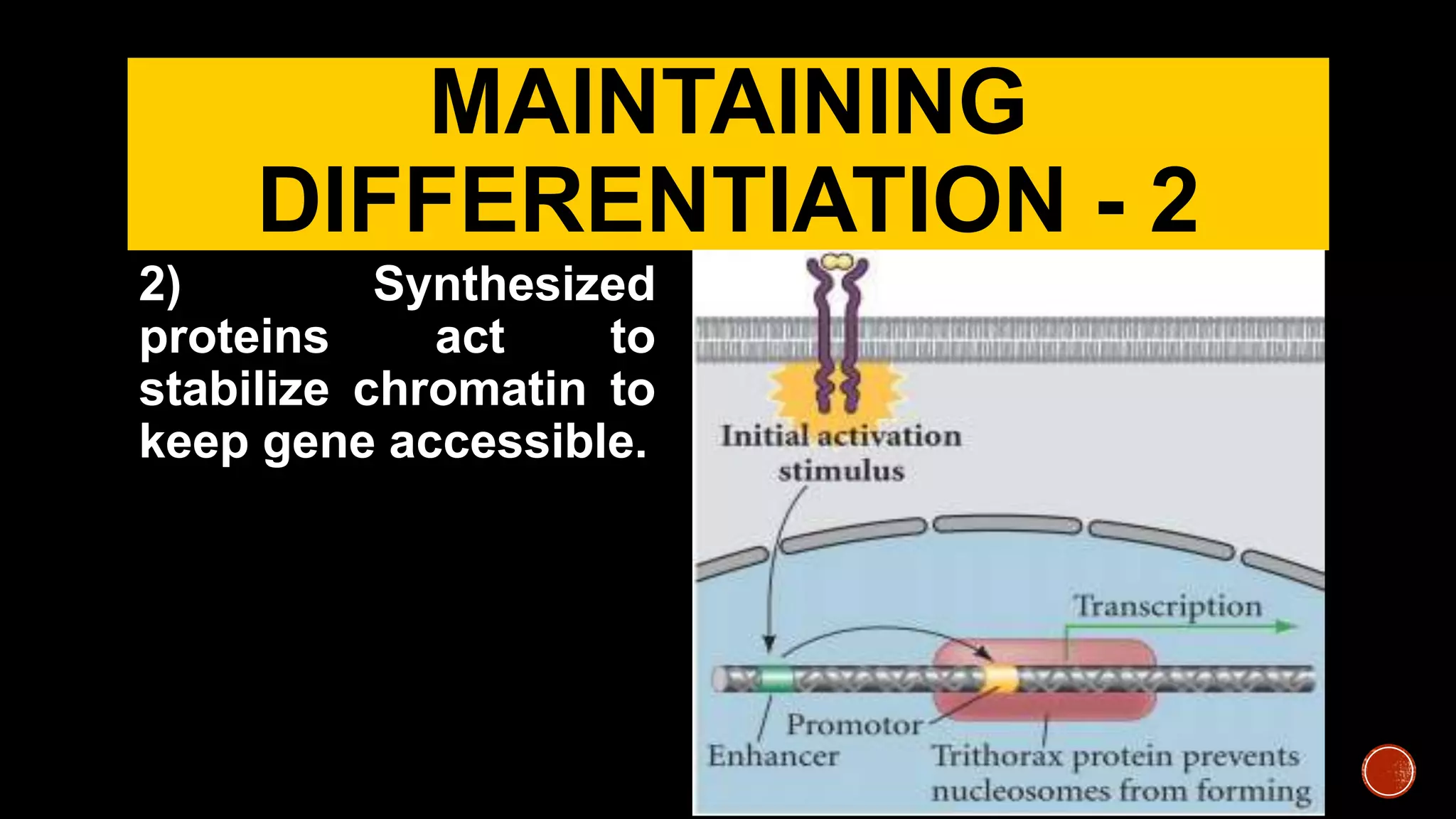 MAINTAINING
DIFFERENTIATION - 2
2) Synthesized
proteins act to
stabilize chromatin to
keep gene accessible.
 