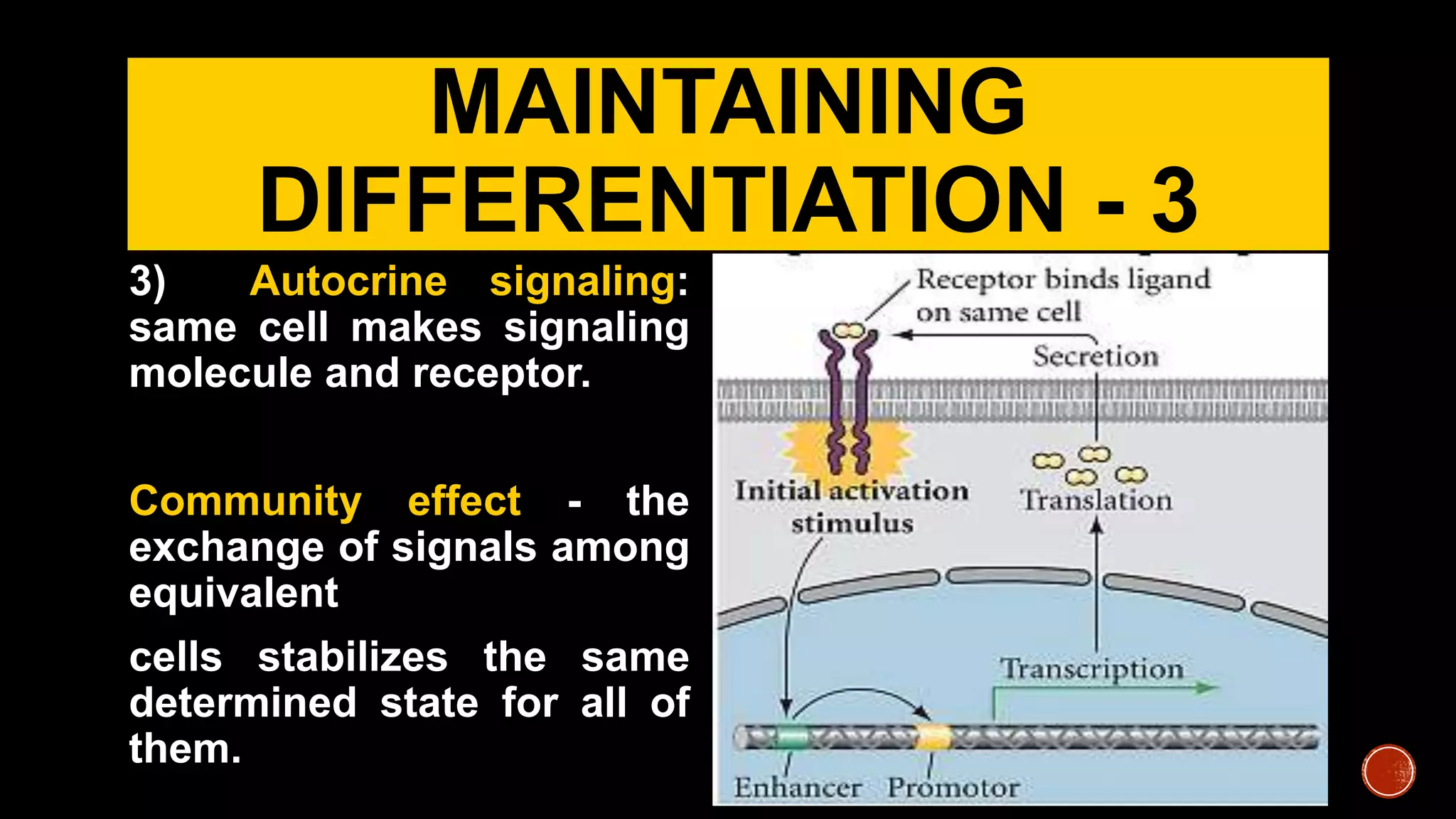 MAINTAINING
DIFFERENTIATION - 3
3) Autocrine signaling:
same cell makes signaling
molecule and receptor.
Community effect - the
exchange of signals among
equivalent
cells stabilizes the same
determined state for all of
them.
 