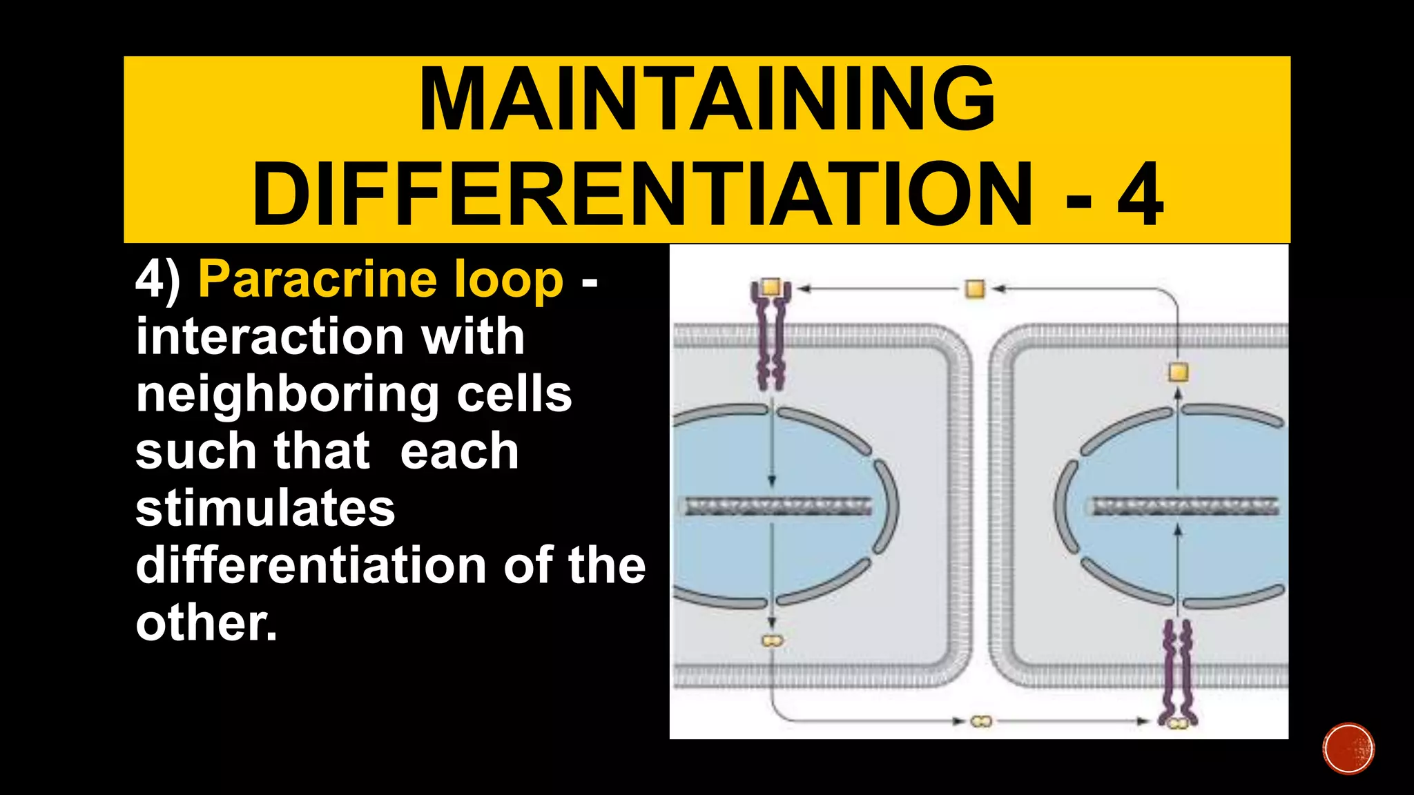 MAINTAINING
DIFFERENTIATION - 4
4) Paracrine loop -
interaction with
neighboring cells
such that each
stimulates
differentiation of the
other.
 
