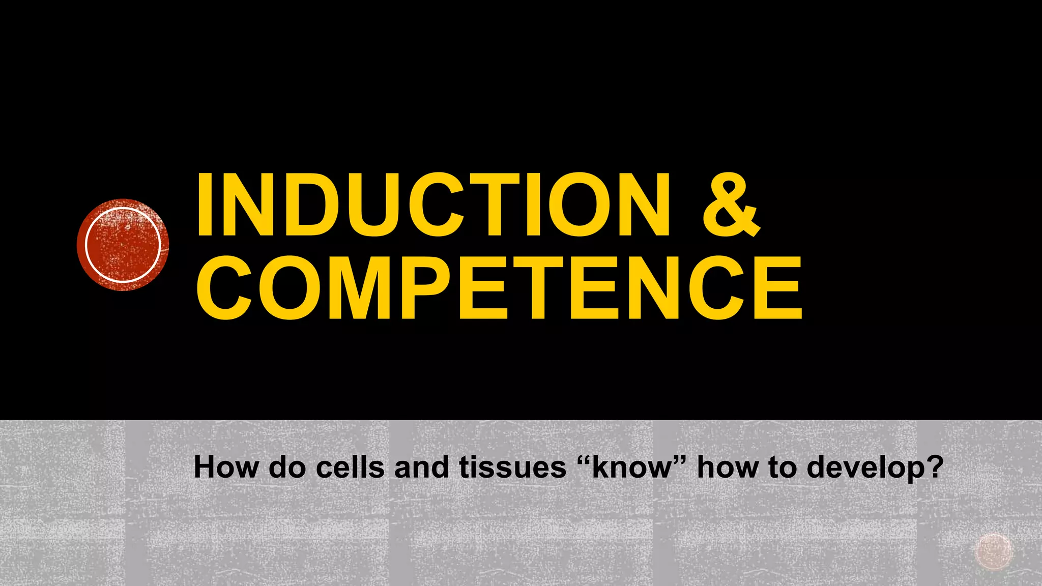 INDUCTION &
COMPETENCE
How do cells and tissues “know” how to develop?
 