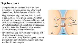 Cell-Cell interactions.pptx and cellular coordination | PPTX
