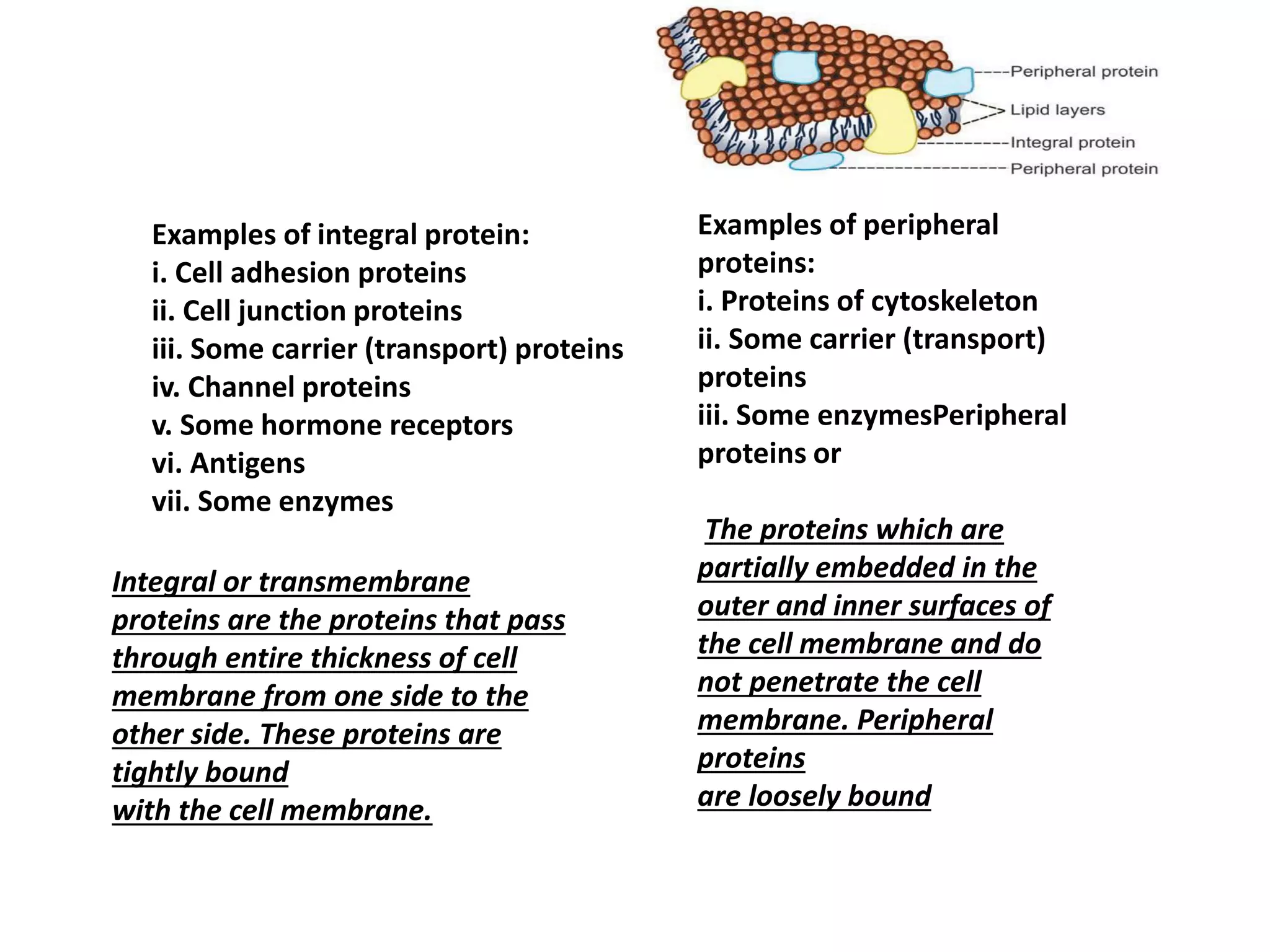 Examples of integral protein:
i. Cell adhesion proteins
ii. Cell junction proteins
iii. Some carrier (transport) proteins
iv. Channel proteins
v. Some hormone receptors
vi. Antigens
vii. Some enzymes
Examples of peripheral
proteins:
i. Proteins of cytoskeleton
ii. Some carrier (transport)
proteins
iii. Some enzymesPeripheral
proteins or
The proteins which are
partially embedded in the
outer and inner surfaces of
the cell membrane and do
not penetrate the cell
membrane. Peripheral
proteins
are loosely bound
Integral or transmembrane
proteins are the proteins that pass
through entire thickness of cell
membrane from one side to the
other side. These proteins are
tightly bound
with the cell membrane.
 