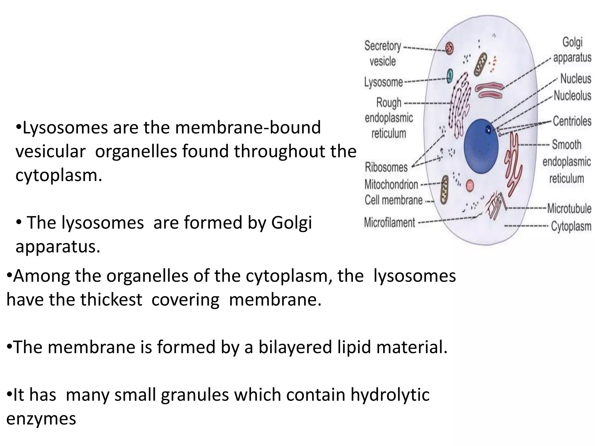 •Lysosomes are the membrane-bound
vesicular organelles found throughout the
cytoplasm.
• The lysosomes are formed by Golgi
apparatus.
•Among the organelles of the cytoplasm, the lysosomes
have the thickest covering membrane.
•The membrane is formed by a bilayered lipid material.
•It has many small granules which contain hydrolytic
enzymes
 