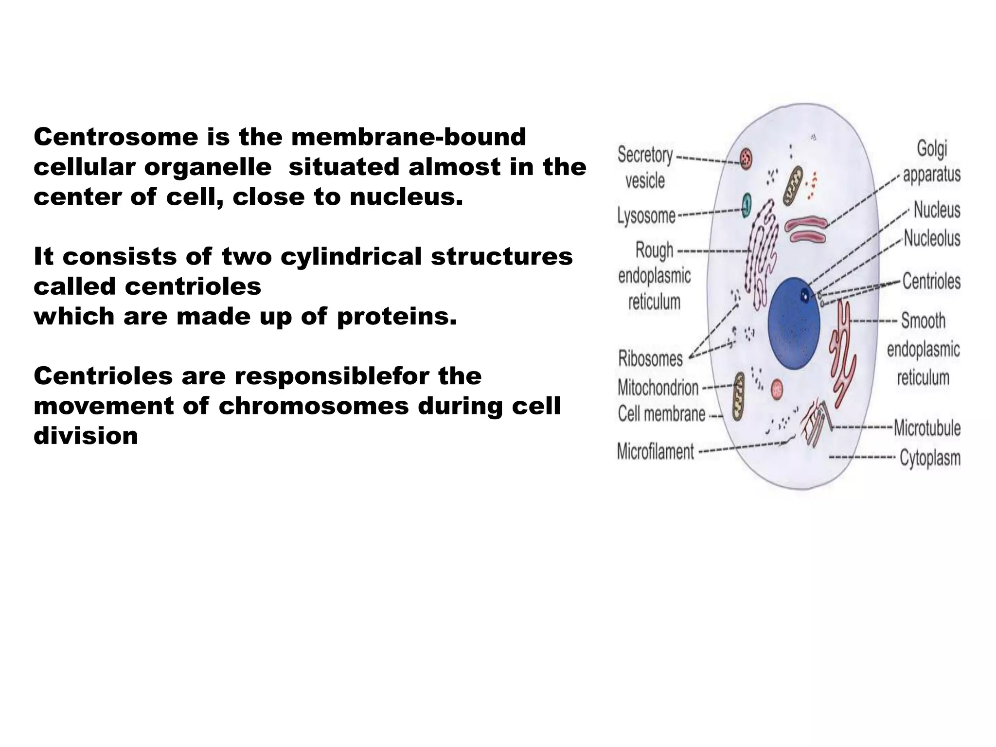 Centrosome is the membrane-bound
cellular organelle situated almost in the
center of cell, close to nucleus.
It consists of two cylindrical structures
called centrioles
which are made up of proteins.
Centrioles are responsiblefor the
movement of chromosomes during cell
division
 