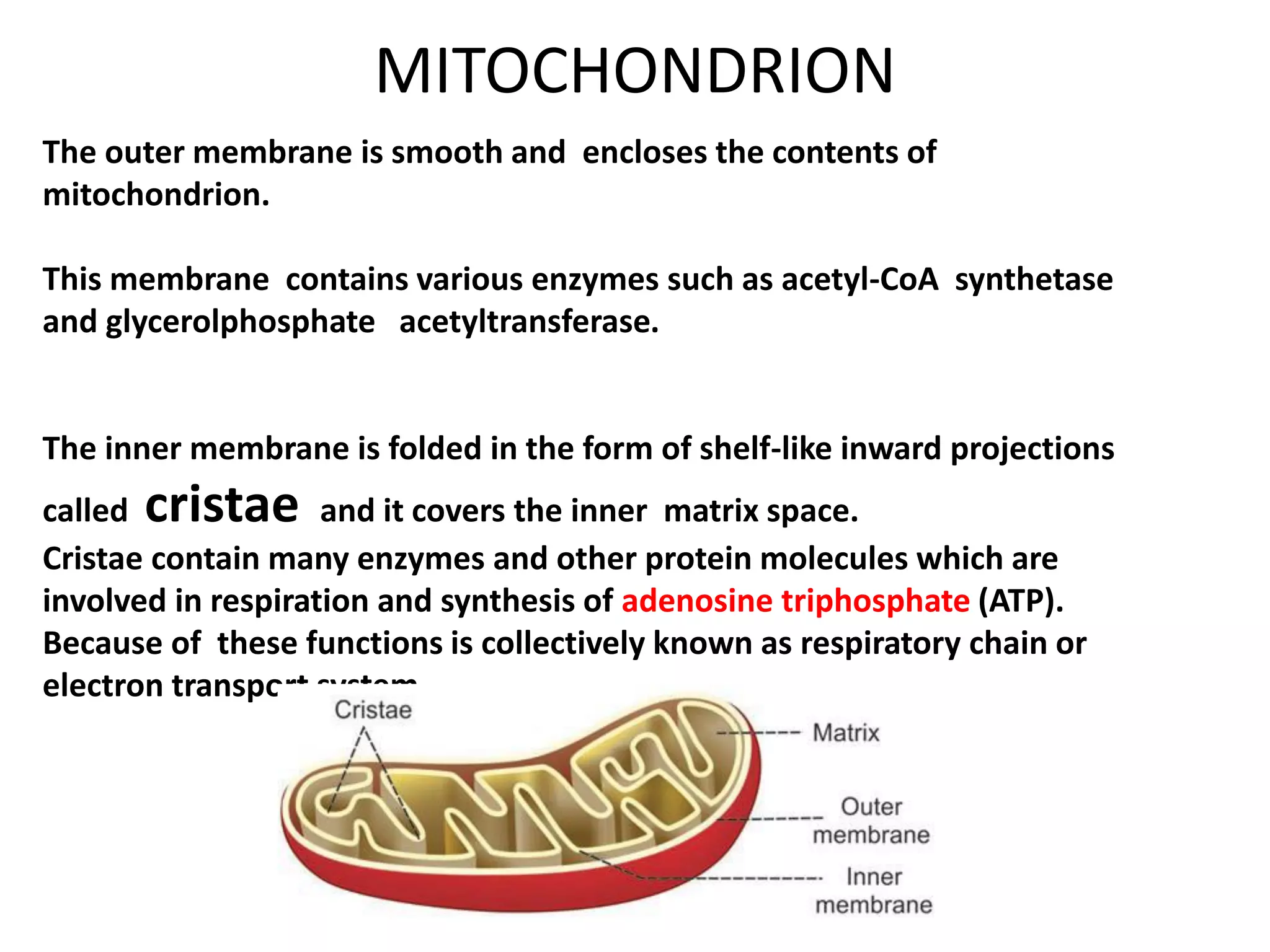 The outer membrane is smooth and encloses the contents of
mitochondrion.
This membrane contains various enzymes such as acetyl-CoA synthetase
and glycerolphosphate acetyltransferase.
The inner membrane is folded in the form of shelf-like inward projections
called cristae and it covers the inner matrix space.
Cristae contain many enzymes and other protein molecules which are
involved in respiration and synthesis of adenosine triphosphate (ATP).
Because of these functions is collectively known as respiratory chain or
electron transport system.
MITOCHONDRION
 