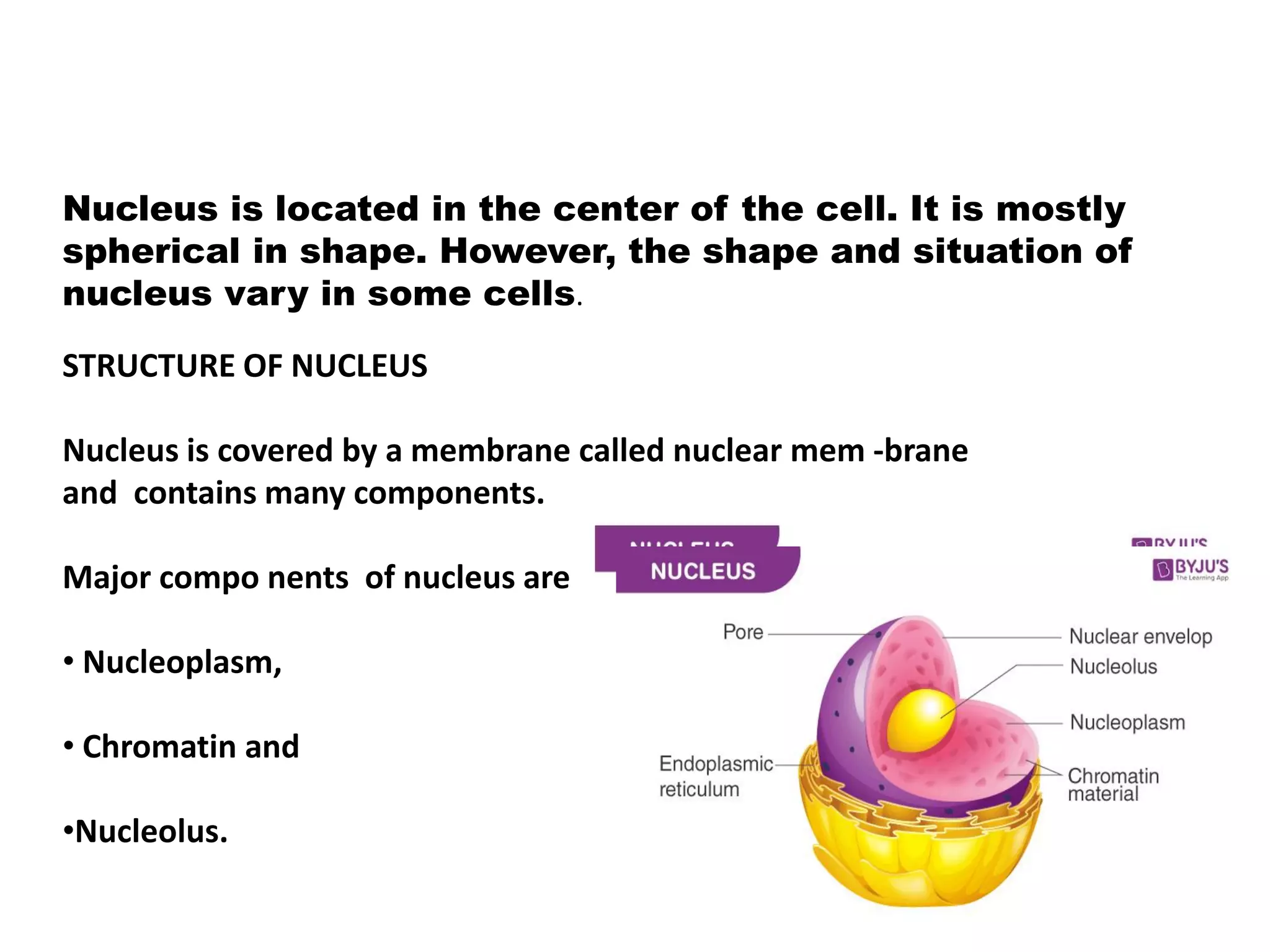 Nucleus is located in the center of the cell. It is mostly
spherical in shape. However, the shape and situation of
nucleus vary in some cells.
STRUCTURE OF NUCLEUS
Nucleus is covered by a membrane called nuclear mem -brane
and contains many components.
Major compo nents of nucleus are
• Nucleoplasm,
• Chromatin and
•Nucleolus.
 