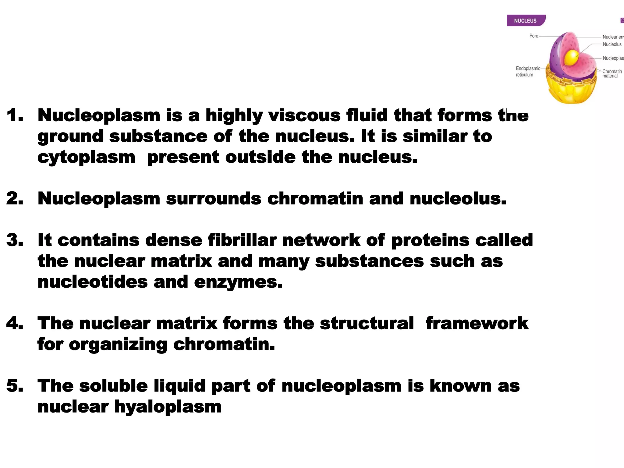 1. Nucleoplasm is a highly viscous fluid that forms the
ground substance of the nucleus. It is similar to
cytoplasm present outside the nucleus.
2. Nucleoplasm surrounds chromatin and nucleolus.
3. It contains dense fibrillar network of proteins called
the nuclear matrix and many substances such as
nucleotides and enzymes.
4. The nuclear matrix forms the structural framework
for organizing chromatin.
5. The soluble liquid part of nucleoplasm is known as
nuclear hyaloplasm
 