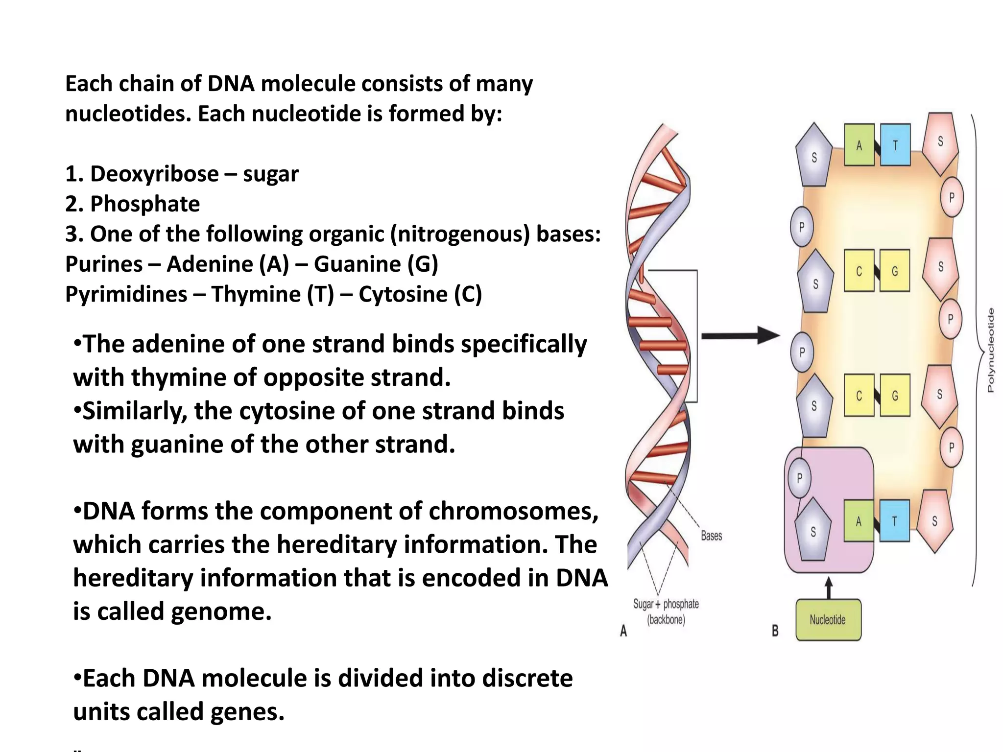 Each chain of DNA molecule consists of many
nucleotides. Each nucleotide is formed by:
1. Deoxyribose – sugar
2. Phosphate
3. One of the following organic (nitrogenous) bases:
Purines – Adenine (A) – Guanine (G)
Pyrimidines – Thymine (T) – Cytosine (C)
•The adenine of one strand binds specifically
with thymine of opposite strand.
•Similarly, the cytosine of one strand binds
with guanine of the other strand.
•DNA forms the component of chromosomes,
which carries the hereditary information. The
hereditary information that is encoded in DNA
is called genome.
•Each DNA molecule is divided into discrete
units called genes.
 