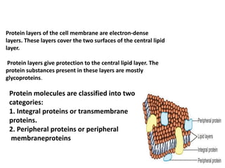Protein layers of the cell membrane are electron-dense
layers. These layers cover the two surfaces of the central lipid
layer.
Protein layers give protection to the central lipid layer. The
protein substances present in these layers are mostly
glycoproteins.
Protein molecules are classified into two
categories:
1. Integral proteins or transmembrane
proteins.
2. Peripheral proteins or peripheral
membraneproteins
 