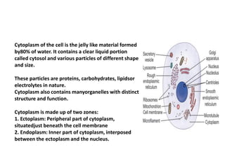 Cytoplasm of the cell is the jelly like material formed
by80% of water. It contains a clear liquid portion
called cytosol and various particles of different shape
and size.
These particles are proteins, carbohydrates, lipidsor
electrolytes in nature.
Cytoplasm also contains manyorganelles with distinct
structure and function.
Cytoplasm is made up of two zones:
1. Ectoplasm: Peripheral part of cytoplasm,
situatedjust beneath the cell membrane
2. Endoplasm: Inner part of cytoplasm, interposed
between the ectoplasm and the nucleus.
 