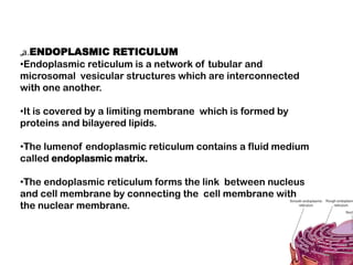 „a.ENDOPLASMIC RETICULUM
•Endoplasmic reticulum is a network of tubular and
microsomal vesicular structures which are interconnected
with one another.
•It is covered by a limiting membrane which is formed by
proteins and bilayered lipids.
•The lumenof endoplasmic reticulum contains a fluid medium
called endoplasmic matrix.
•The endoplasmic reticulum forms the link between nucleus
and cell membrane by connecting the cell membrane with
the nuclear membrane.
 