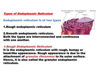 Types of Endoplasmic Reticulum
Endoplasmic reticulum is of two types:
1.Rough endoplasmic reticulum
2.Smooth endoplasmic reticulum.
Both the types are interconnected and continuous
with one another.
1.Rough Endoplasmic Reticulum
It is the endoplasmic reticulum with rough, bumpy or
bead-like appearance. Rough appearance is due to the
attachment of granular ribosomes to its outer surface.
Hence, it is also called the granular endoplasmic
reticulum.
 