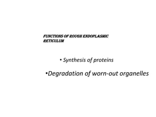 Functions of Rough Endoplasmic
Reticulum
• Synthesis of proteins
•Degradation of worn-out organelles
 